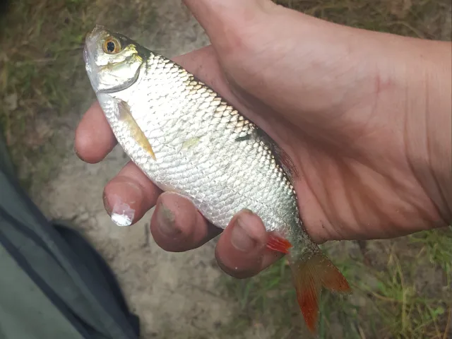 Rotauge