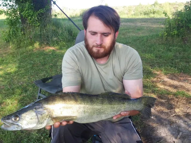 Zander