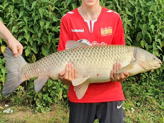 Graskarpfen