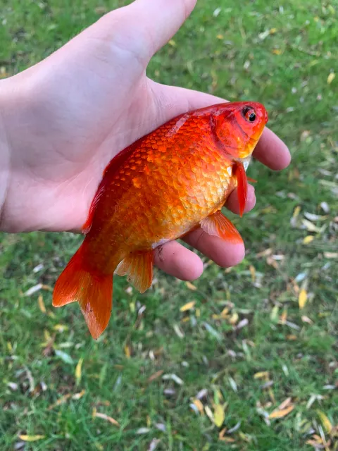 Goldfisch
