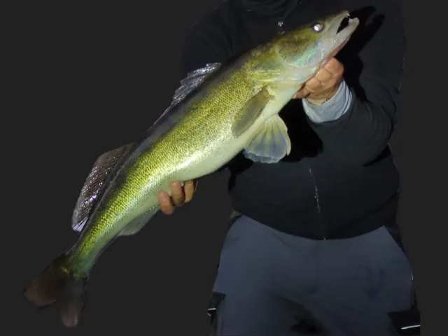 Zander
