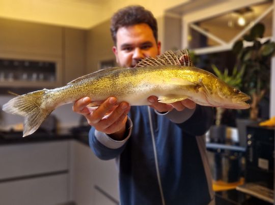 Zander