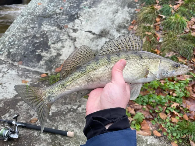 Zander