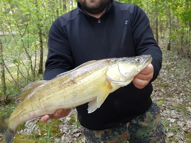 Zander
