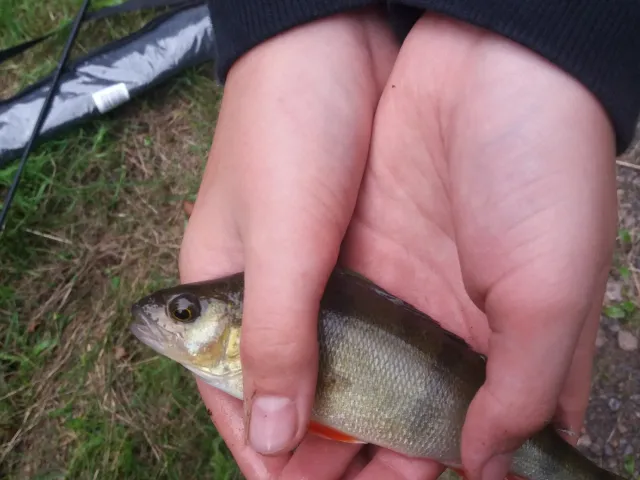 Flussbarsch