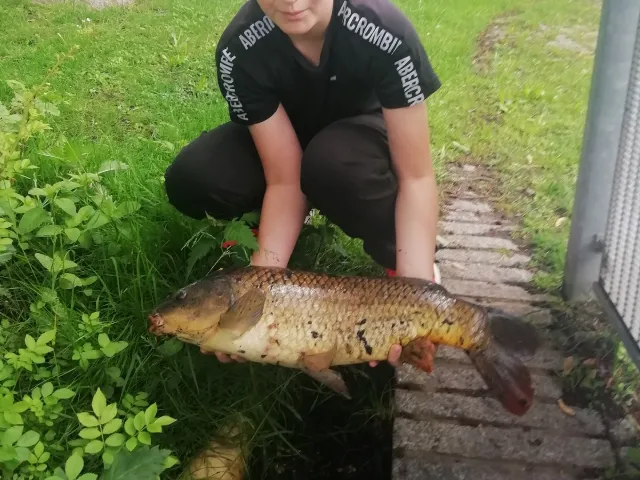 Karpfen