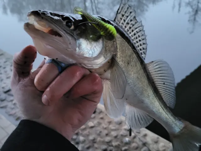 Zander