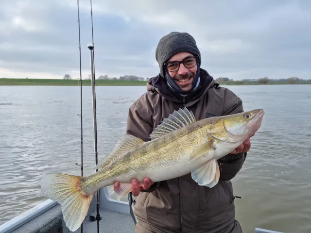 Zander