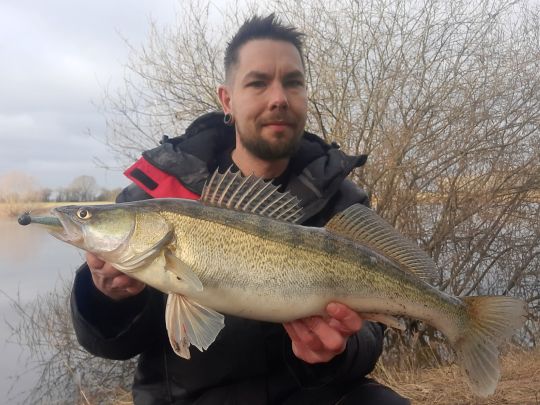 Zander