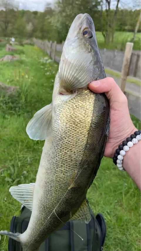 Zander