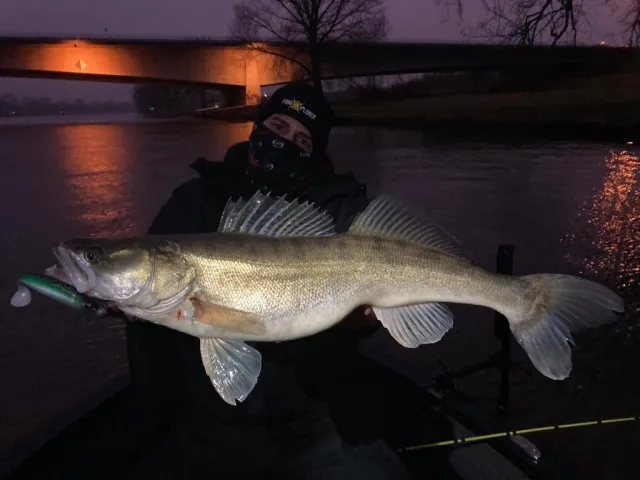 Zander