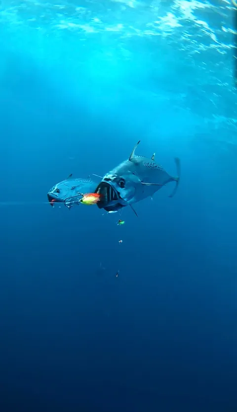 Bonito