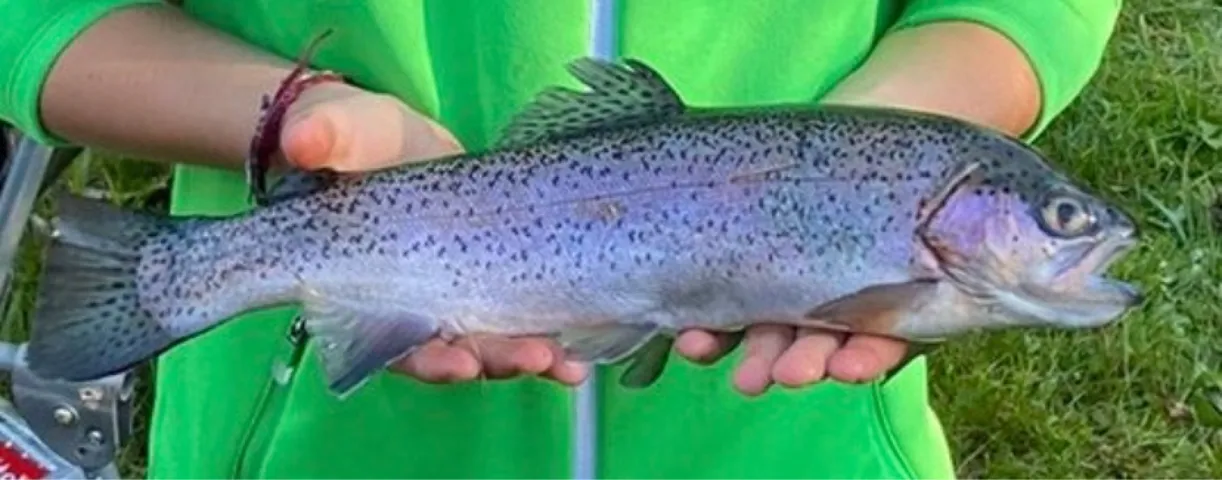Regenbogenforelle