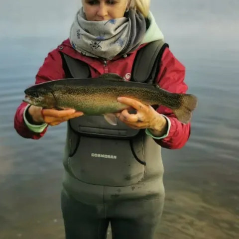 Regenbogenforelle
