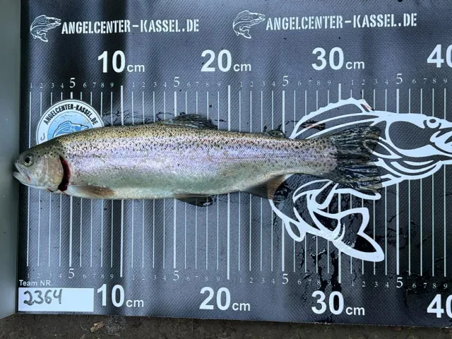 Regenbogenforelle