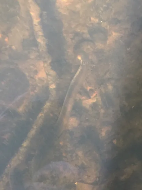 Flussneunauge