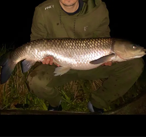 Graskarpfen