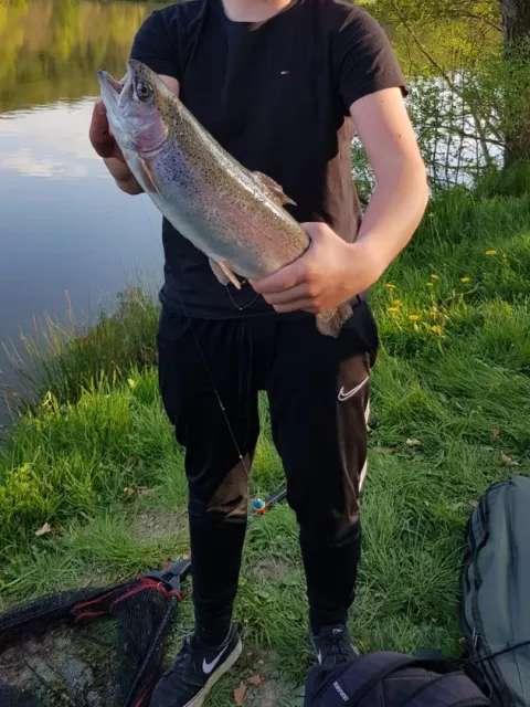 Regenbogenforelle
