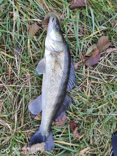 Zander