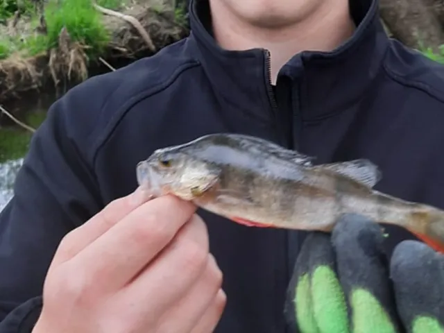 Flussbarsch