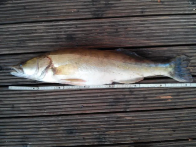 Zander