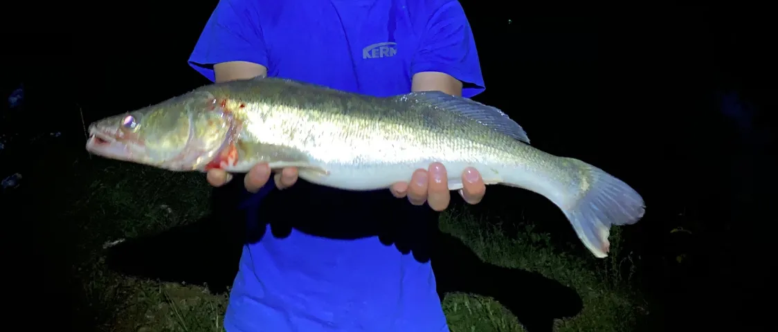 Zander