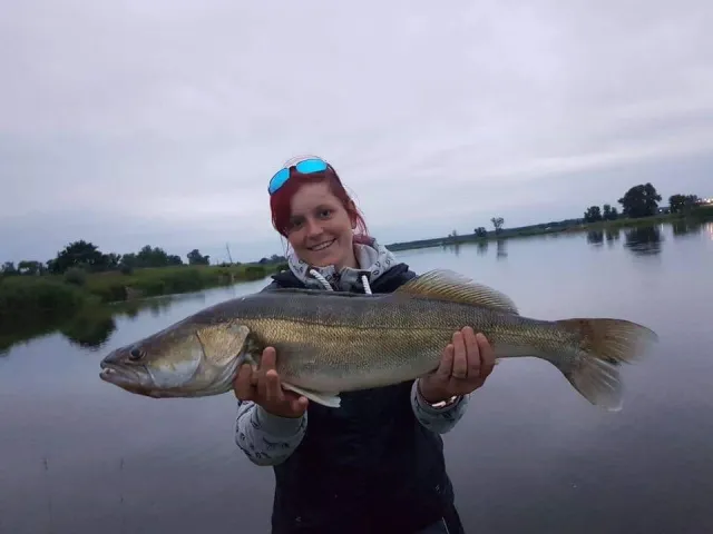 Zander