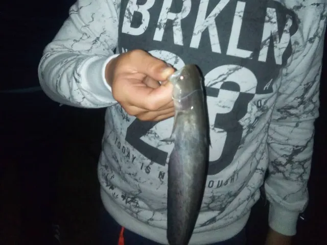 Wels
