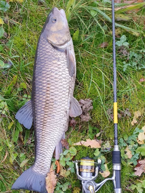 Döbel