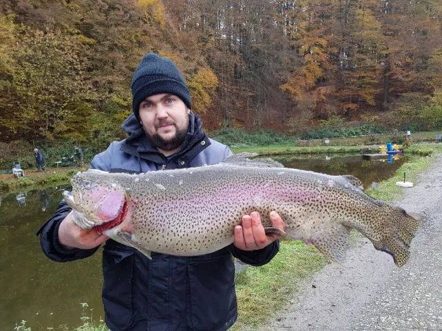 Regenbogenforelle