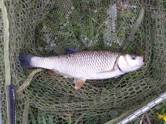 Döbel