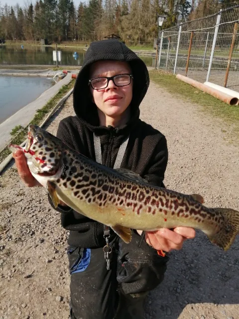 Seeforelle