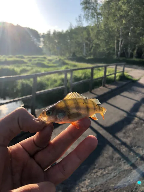 Flussbarsch