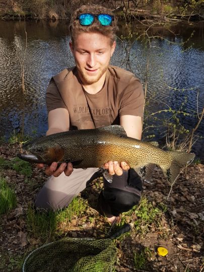 Regenbogenforelle