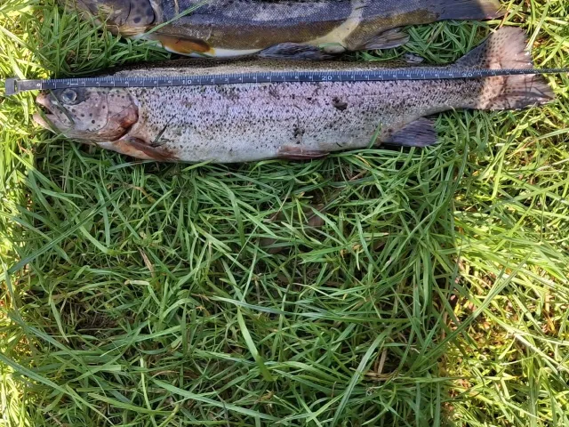 Regenbogenforelle