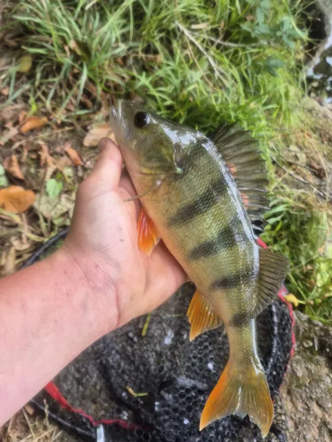 Flussbarsch