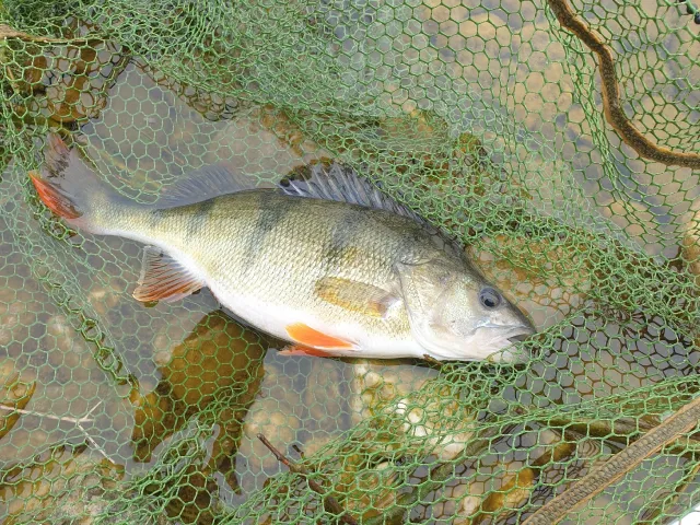 Flussbarsch