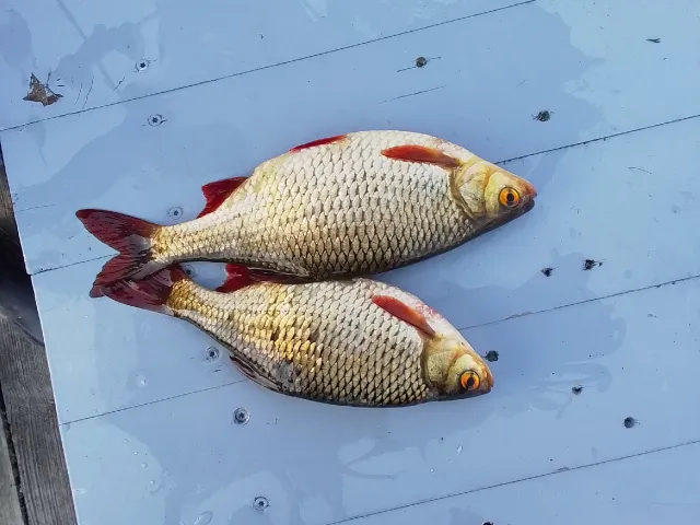 Rotauge