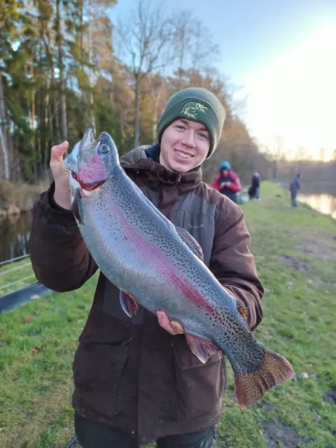 Regenbogenforelle