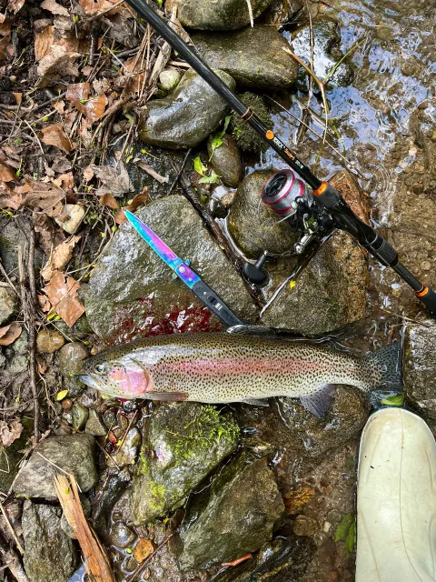 Regenbogenforelle