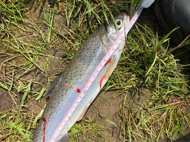 Regenbogenforelle