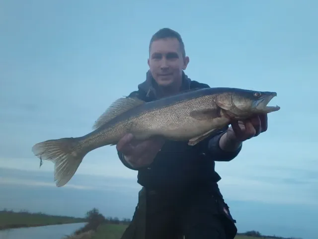 Zander