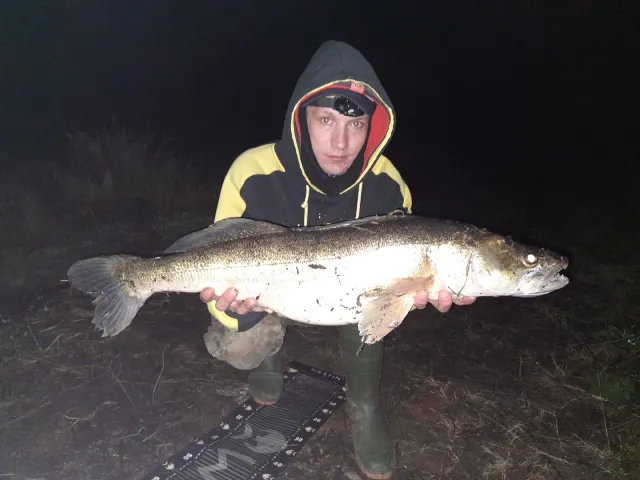 Zander