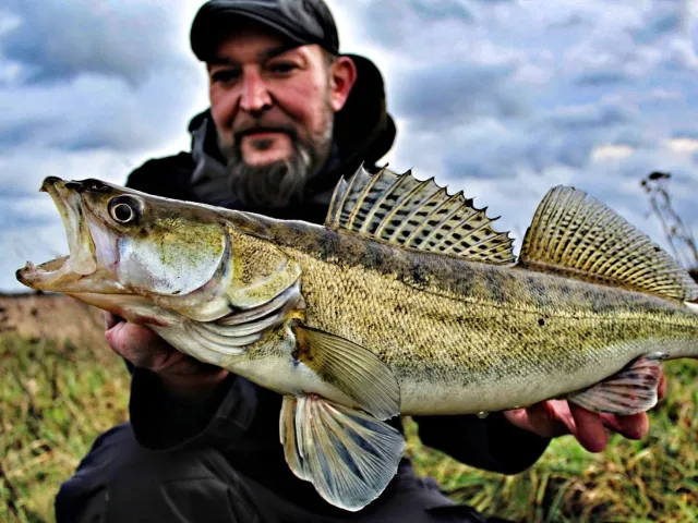 Zander
