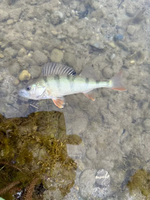 Flussbarsch