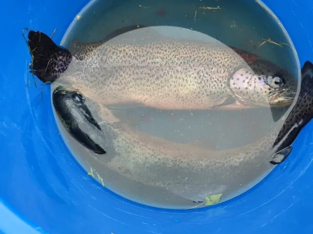 Regenbogenforelle