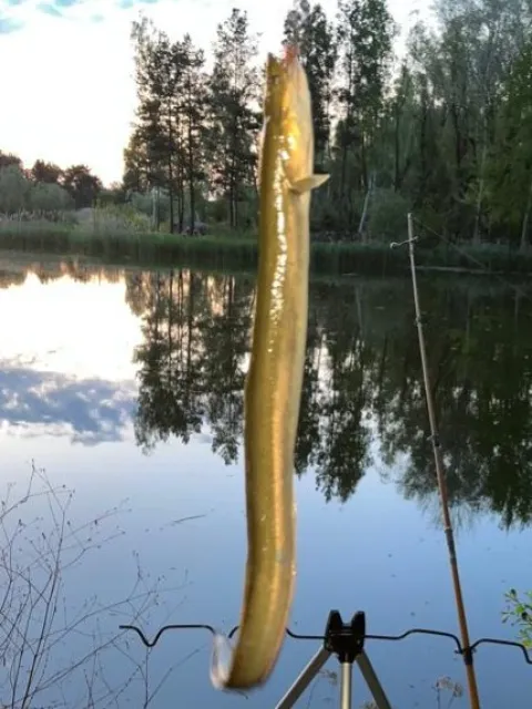 Aal