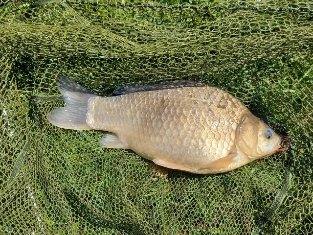 Giebel