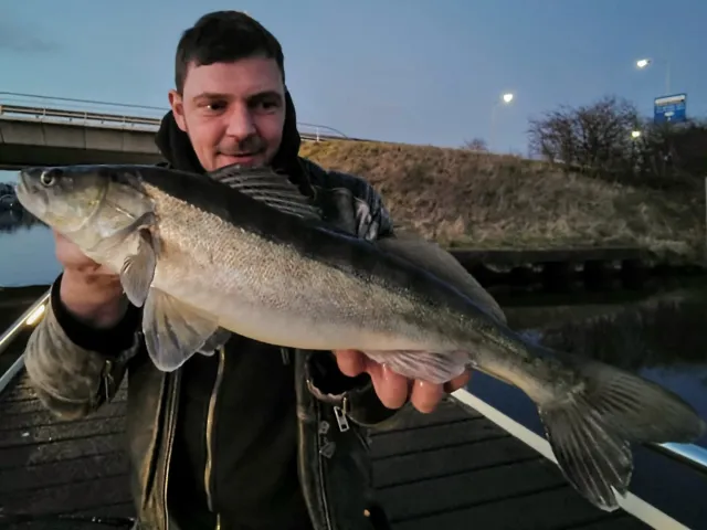 Zander