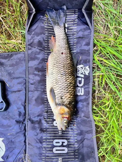 Döbel